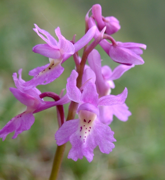 Orchis x colemanii (ibrido: Or. mascula x Or. pauciflora)